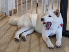 -南京Hallo宠物乐园·哈罗犬舍·柴犬繁育基地