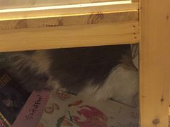 -小时光咖啡馆(开森度假森林店)