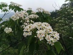-福道