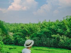 -大屏嶂森林公园
