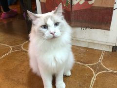 -李小姐の猫咖啡馆(五角场店)