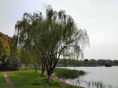 -贡湖湾湿地公园