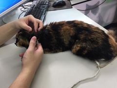 -瑞派动物医院·猫专科·至诚(江南中分院)