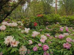 -洛阳市隋唐城遗址植物园