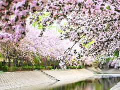-海棠花溪(元大都城垣遗址公园)