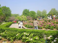 -洛阳市隋唐城遗址植物园