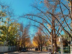 -三里屯东五街银杏大道