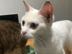 -猫色咖啡·猫咖