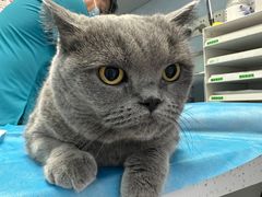 -纳吉亚猫专科动物诊疗中心(蒋宅口分院)