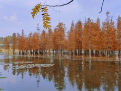 -白鹭湾湿地公园