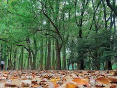 -上海共青森林公园