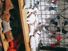 -猫咪博物馆(顶澳仔猫街店)