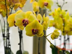 -双季花艺园艺市场(浦东店)