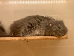 -龙猫仔乐园(惠福东路店)