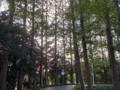 -上海长兴岛郊野公园