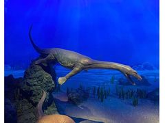 -贝林大翅鲸简餐厅(国家海洋博物馆店)