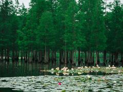 -白鹭湾湿地公园