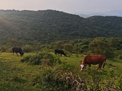 -大姆山草场