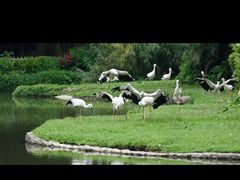 -广州长隆飞鸟乐园