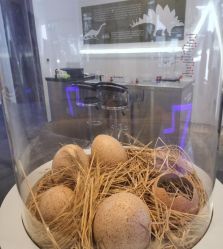 -恐龙探索乐园(磁器口店)