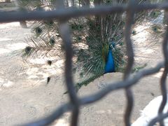 -石家庄市动物园