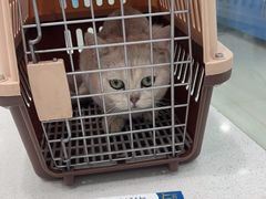 -乖乖乐动物医院(小汤山分院)