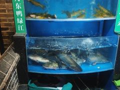 -鸽子刘铁锅炖鱼(劲松店)