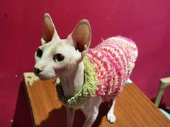 -猫色咖啡·猫咖