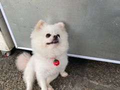 -安安宠医宠物医院·异宠·犬猫内科(岳阳分院)