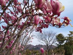 -浮山香苑