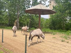 -大连森林动物园