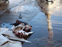 -尼甘布海鲜市场