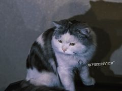 -Mr.Fox狐狸先生超级密室(南山店)