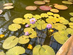 -国家植物园南园