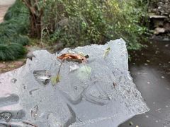-上海滨江森林公园