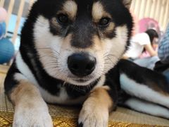 -柴迷FANS CLUB·柴犬狗咖·猫咖