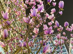 -Mesa Madre梅萨妈妈·Bintana(国贸店)