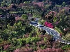 -新建村梅花