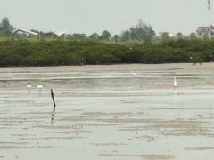 -北海金海湾红树林生态旅游区