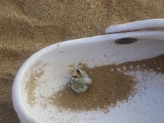 死在贝壳里的寄居蟹-青岛第二海水浴场