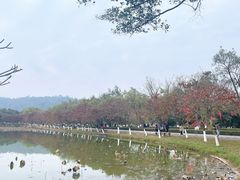 -番禺大夫山森林公园