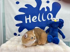 -爱洗澡的猫(望京店)