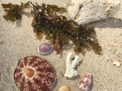 -东姑阿都拉曼海洋公园