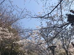-红梅公园