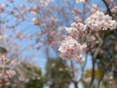 -顾村公园