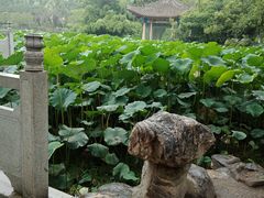 -莲湖公园