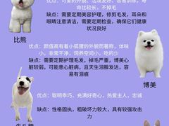 -翊宠yipet猫狗购宠庄园犬舍•猫舍