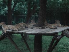 -上海野生动物园