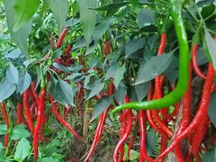 -奥体中心游泳馆