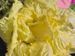 -云尊府云南菜·蒸汽石锅鱼(学清路店)